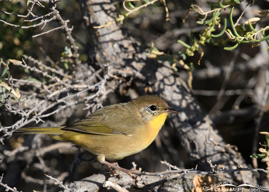 Common Yellowthroat at Farmington Bay WMA, Davis County, Utah