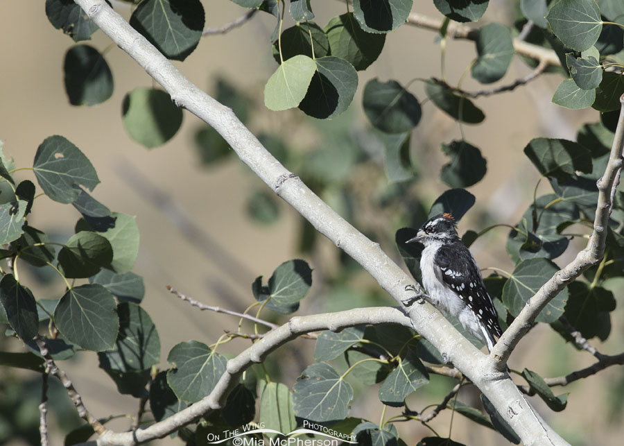 Young male Downy Woodpecker in an aspen, Wasatch Mountains, Morgan County, Utah
