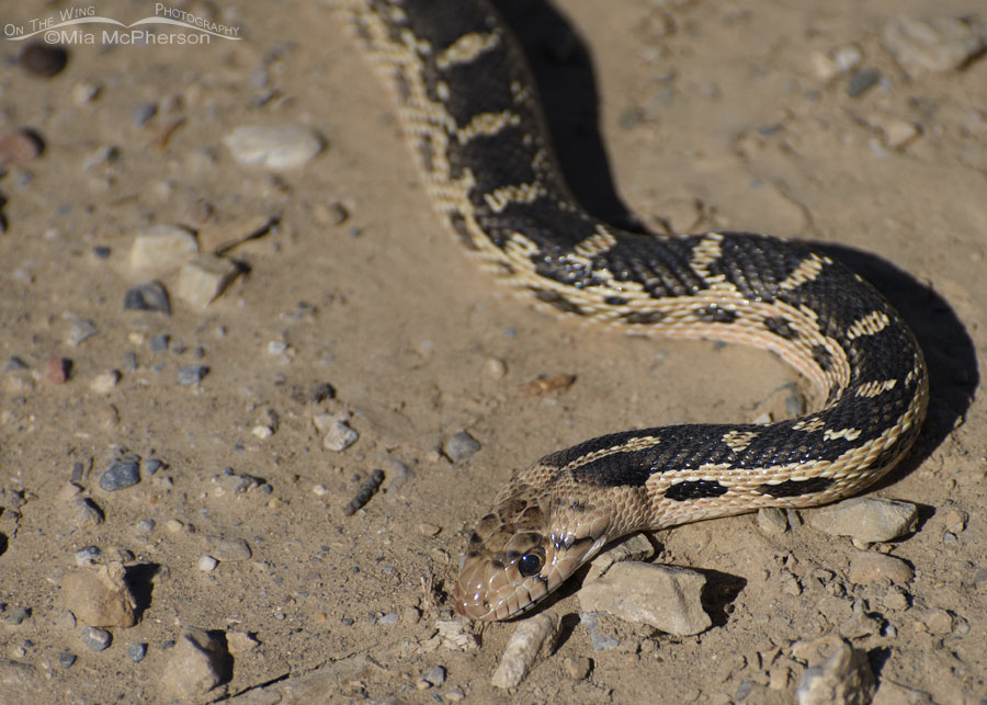 Great Basin Gopher Snake close up, West Desert, Tooele County, Utah