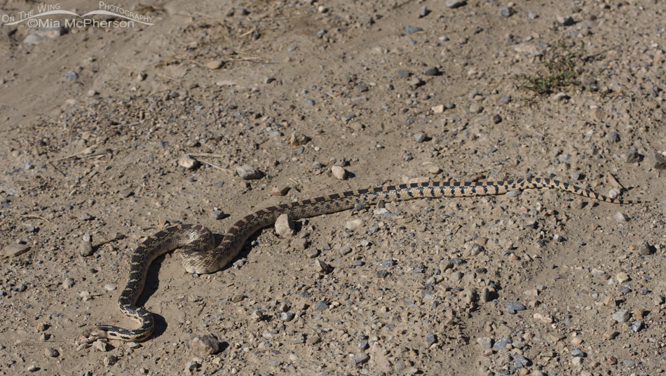 West Desert Great Basin Gopher Snake, West Desert, Tooele County, Utah