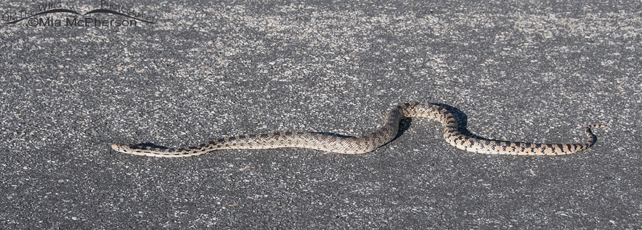 Gopher Snake on Antelope Island, Antelope Island State Park, Davis County, Utah