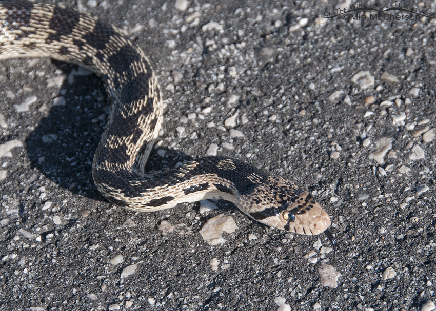 Antelope Island Gopher Snake close up, Antelope Island State Park, Davis County, Utah