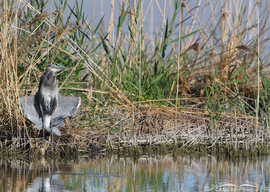 Great Blue Heron Flasher, Bear River Migratory Bird Refuge, Box Elder County, Utah