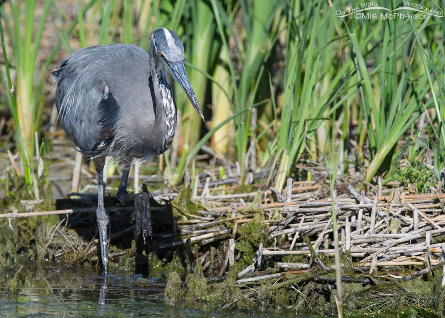Great Blue Heron stalking prey, Bear River Migratory Bird Refuge, Box Elder County, Utah