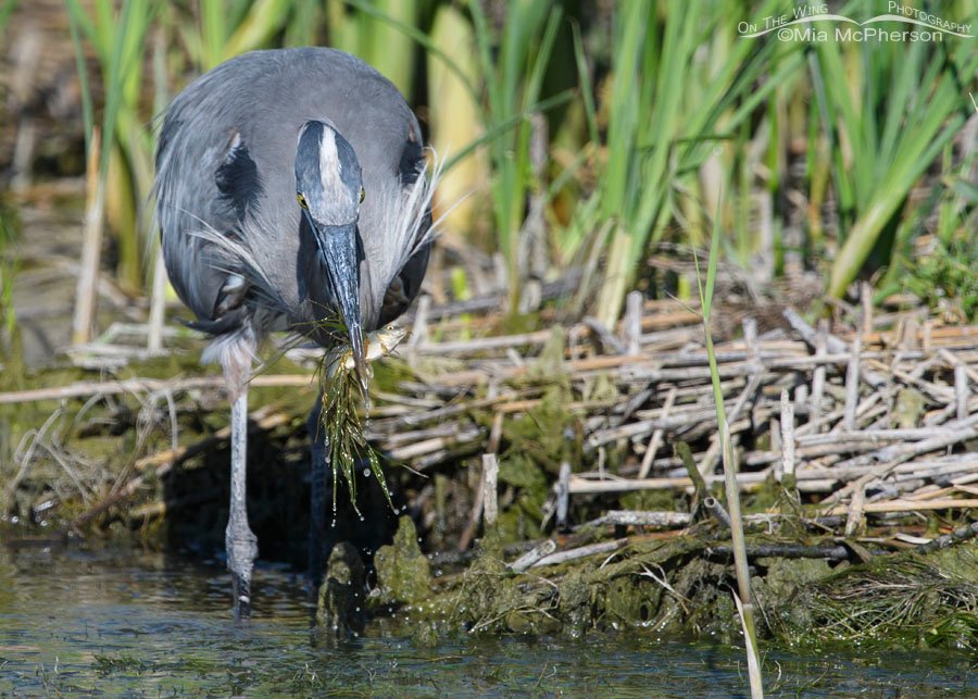 Great Blue Heron with a third carp and side salad, Bear River Migratory Bird Refuge, Box Elder County, Utah