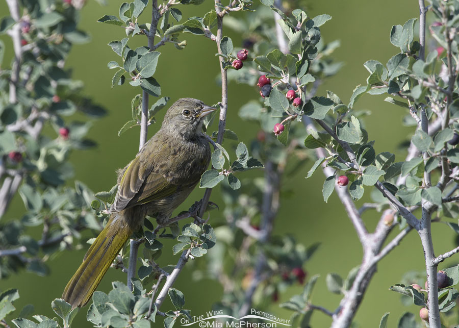 Young Green-tailed Towhee posing in a serviceberry, Wasatch Mountains, Summit County, Utah