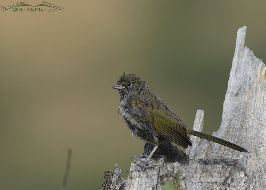 Damp young Green-tailed Towhee, Wasatch Mountains, Morgan County, Utah