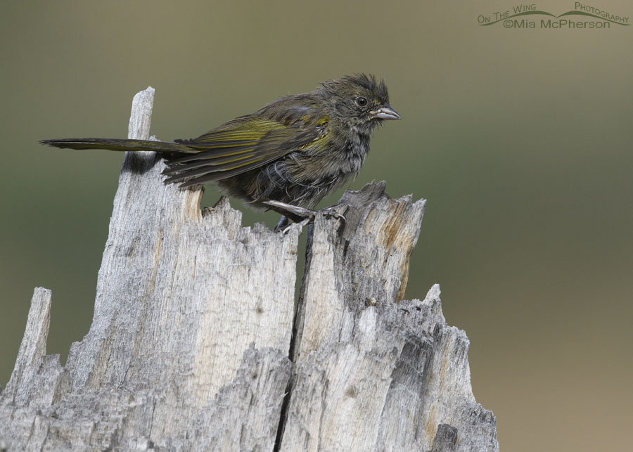 Young Green-tailed Towhee on an old stump, Wasatch Mountains, Morgan County, Utah