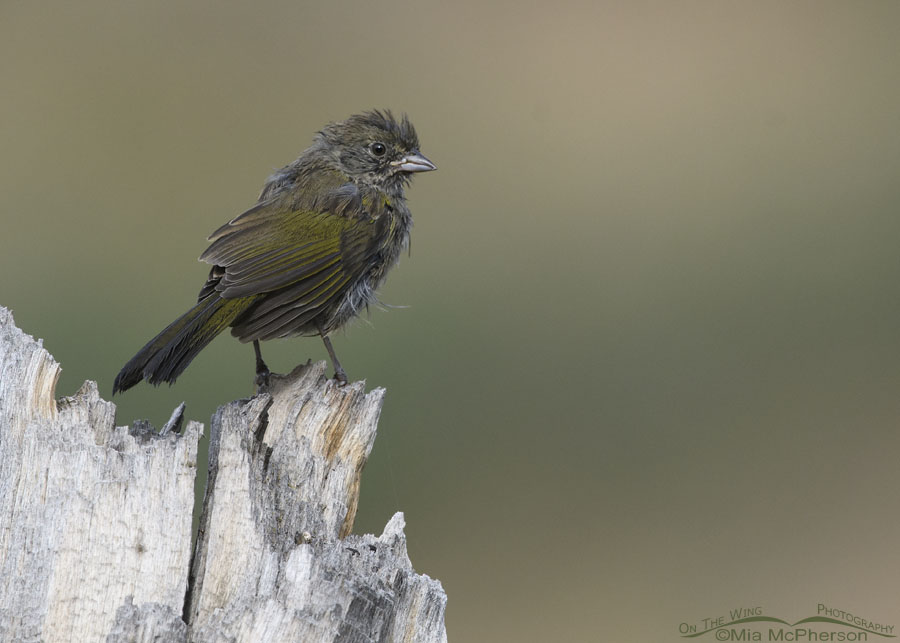 Young Green-tailed Towhee on a old weathered stump, Wasatch Mountains, Morgan County, Utah