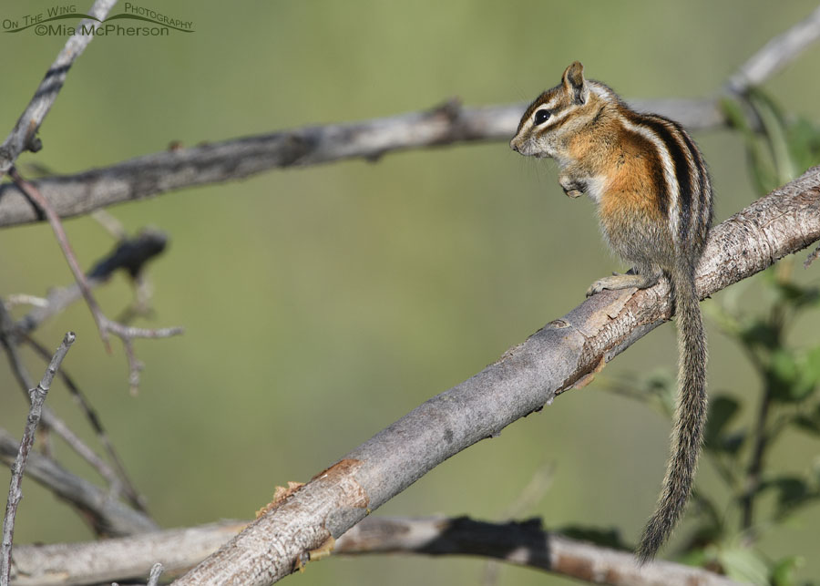 One Least Chipmunk resting on a branch, Wasatch Mountains, Summit County, Utah