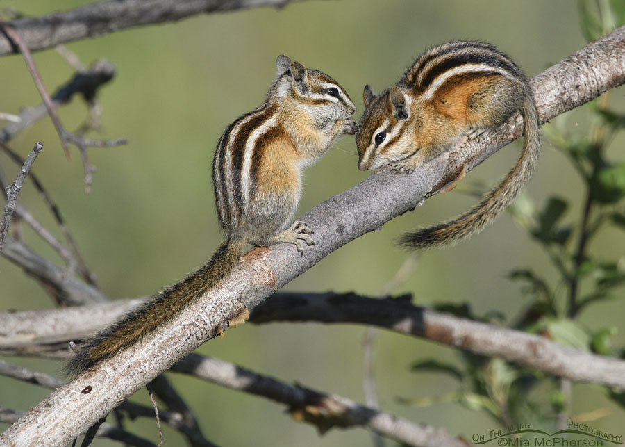 Two Least Chipmunks on a branch, Wasatch Mountains, Summit County, Utah
