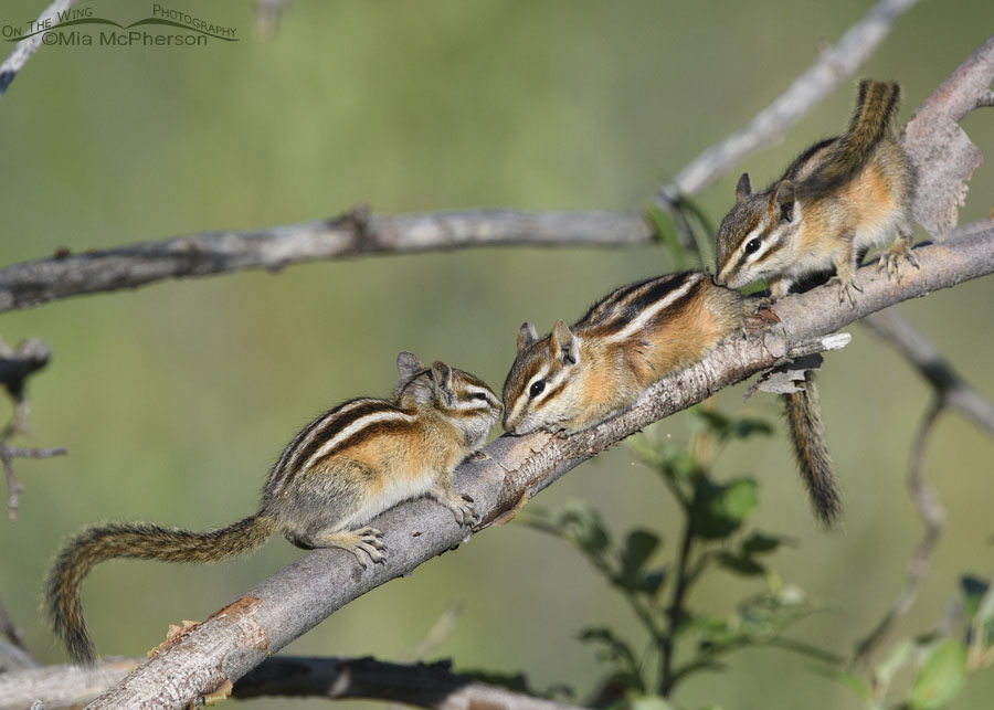 Least Chipmunk family, Wasatch Mountains, Summit County, Utah