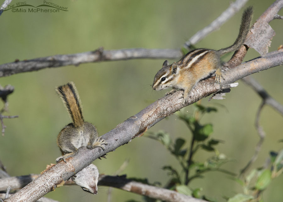 Least Chipmunk in a goofy pose, Wasatch Mountains, Summit County, Utah