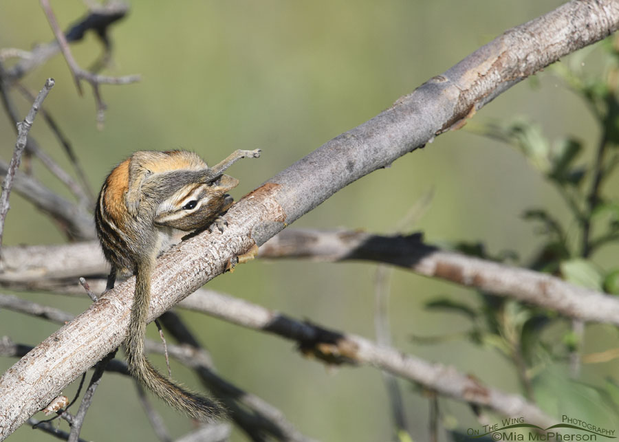 Least Chipmunk contortions, Wasatch Mountains, Summit County, Utah
