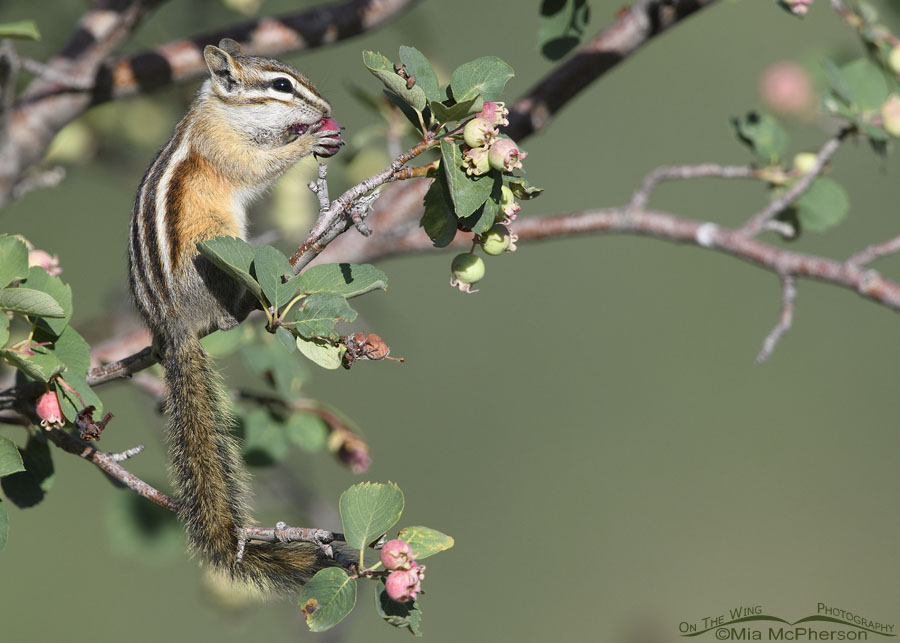 Least Chipmunk chowing down on a berry, Wasatch Mountains, Summit County, Utah