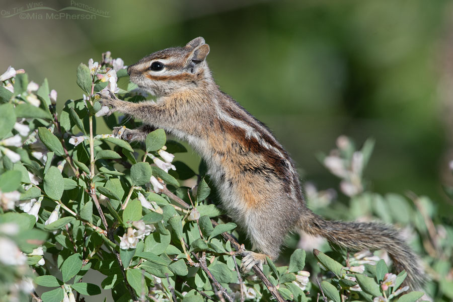 Least Chipmunk grabbing a flower to eat, Wasatch Mountains, Morgan County, Utah