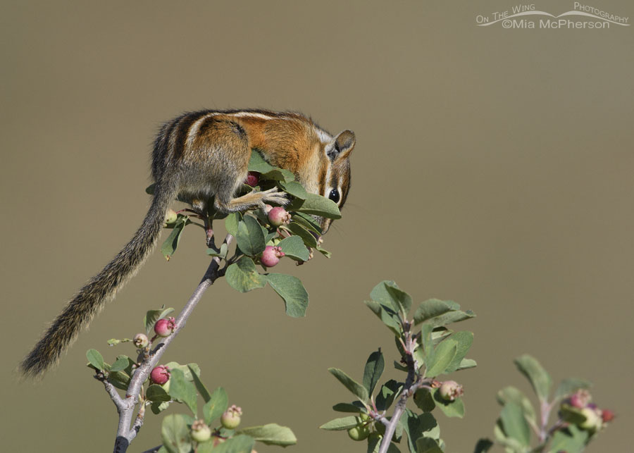 Least Chipmunk looking for a serviceberry to eat, Wasatch Mountains, Summit County, Utah