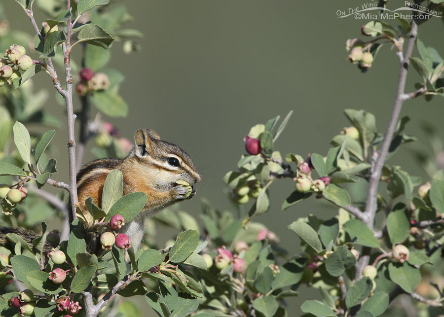 Least Chipmunk eating a green serviceberry, Wasatch Mountains, Summit County, Utah