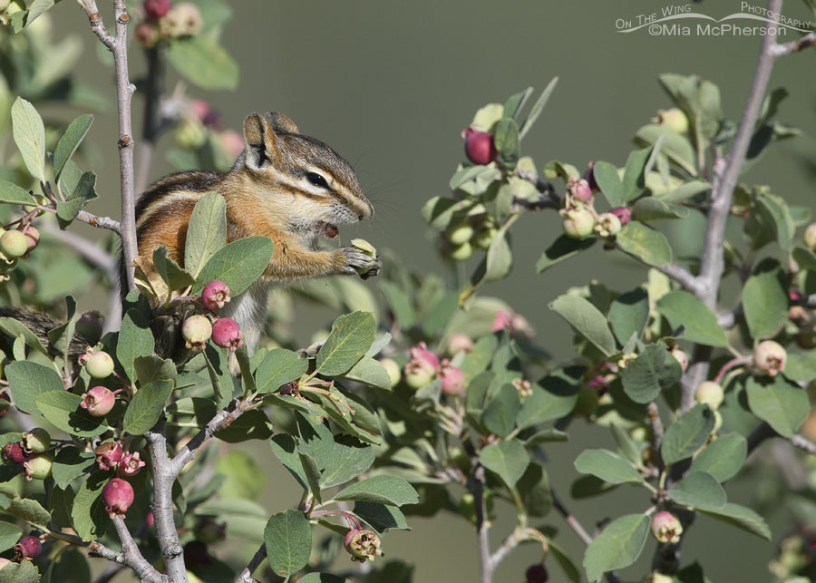 Least Chipmunk making a funny face, Wasatch Mountains, Summit County, Utah