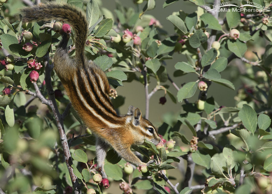 Least Chipmunk stretching for a serviceberry, Wasatch Mountains, Summit County, Utah