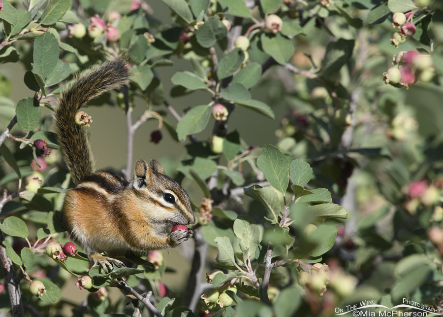 Least Chipmunk eating a breakfast berry, Wasatch Mountains, Summit County, Utah
