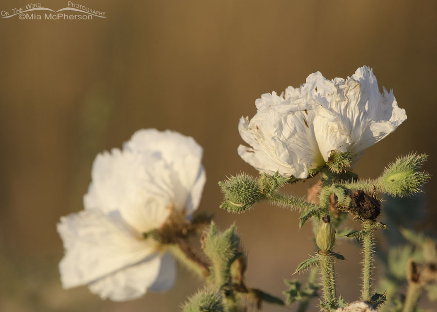 Flatbud Prickly Poppy - Faded beauty, West Desert, Tooele County, Utah