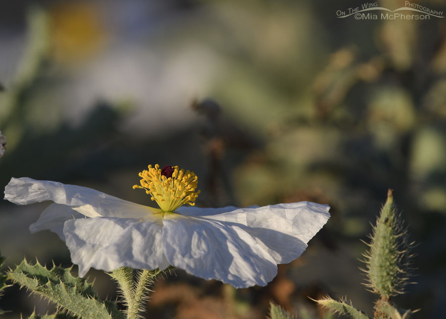 Flowering Flatbud Prickly Poppy, West Desert, Tooele County, Utah
