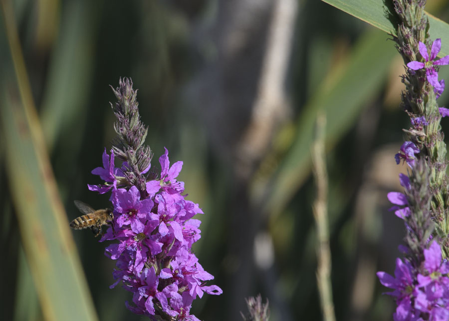 Purple Loosestrife and a bee, Farmington Bay WMA, Davis County, Utah