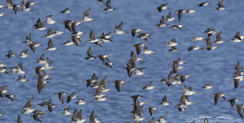 Red-necked and Wilson's Phalarope flock in flight, Antelope Island State Park, Davis County, Utah