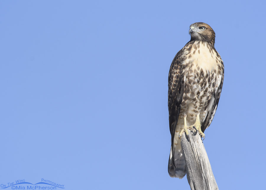 Young Red-tailed Hawk looking over West Desert foothills, West Desert, Tooele County, Utah