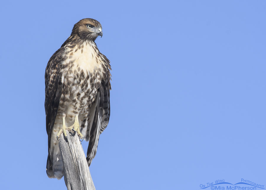 Immature Red-tailed Hawk soaking up morning warmth, West Desert, Tooele County, Utah
