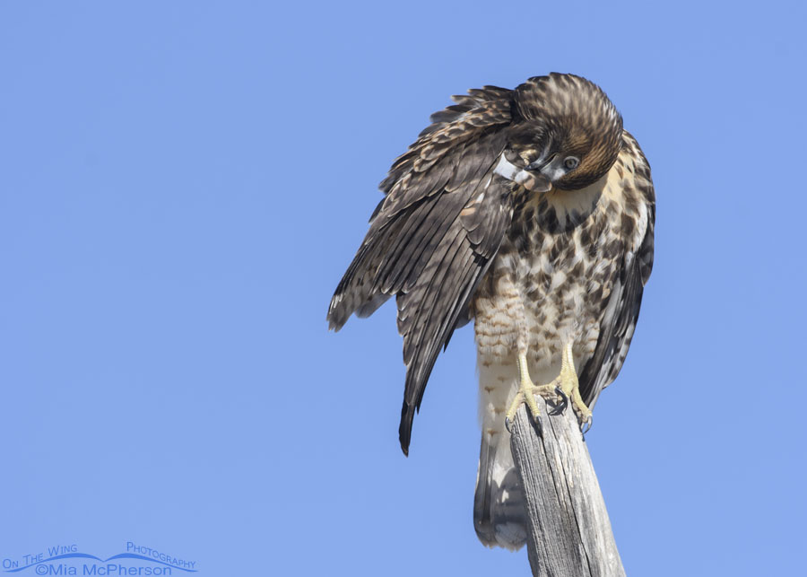 Young Red-tailed Hawk preening a single feather, West Desert, Tooele County, Utah
