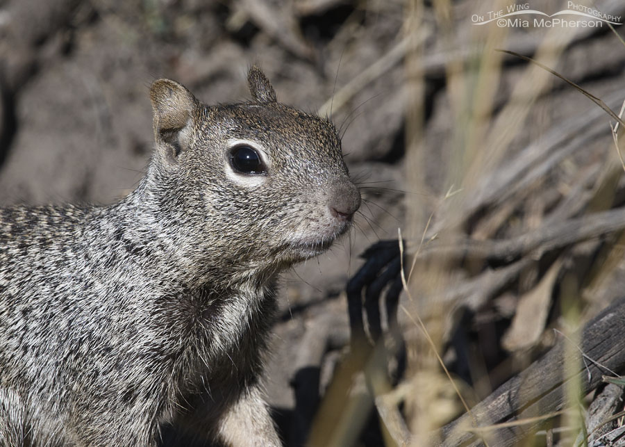 Young Rock Squirrel portrait, Wasatch Mountains, Morgan County, Utah