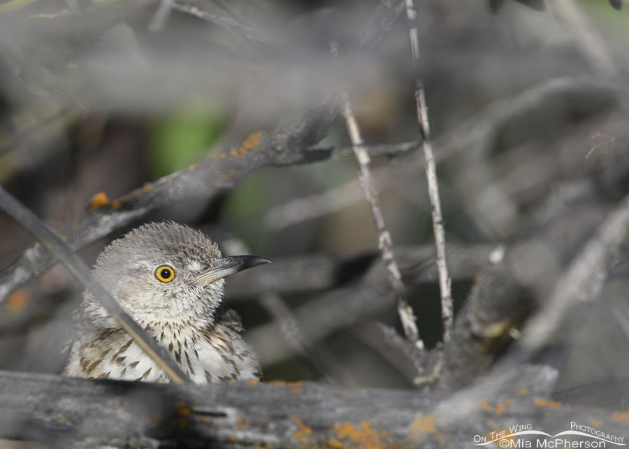 Sage Thrasher peeking out of a willow thicket, Wasatch Mountains, Summit County, Utah