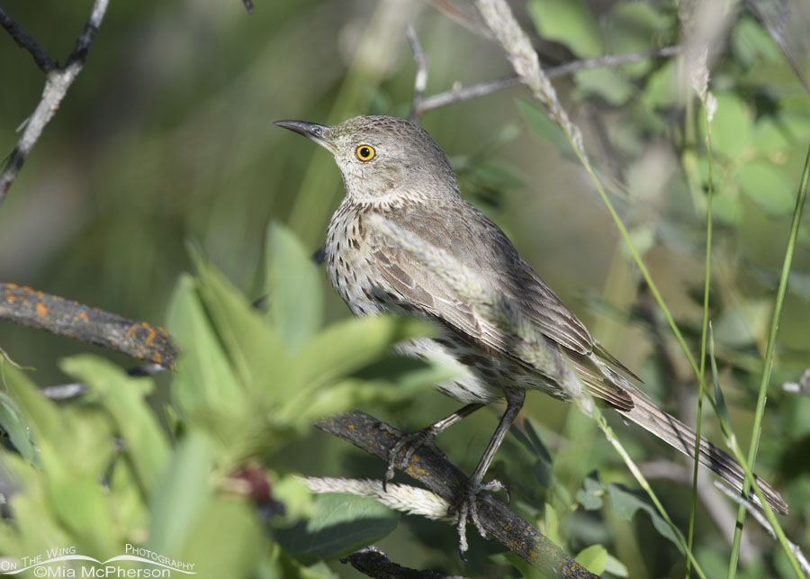 Adult Sage Thrasher in a riparian zone, Wasatch Mountains, Summit County, Utah