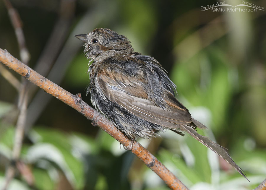 Molting Song Sparrow with one tail feather, Wasatch Mountains, Morgan County, Utah