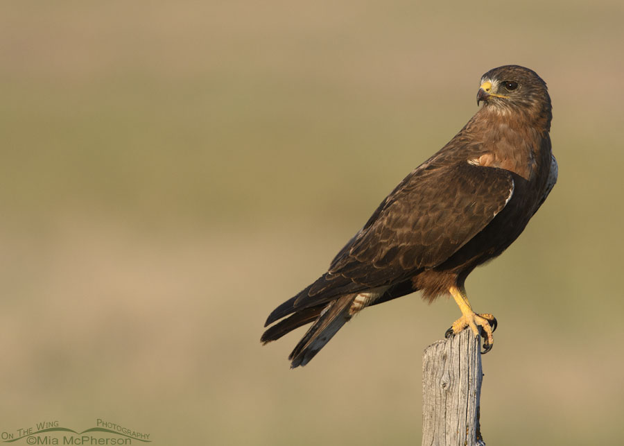 Dark morph Swainson's Hawk turning on a wooden post, Bear River Migratory Bird Refuge, Box Elder County, Utah