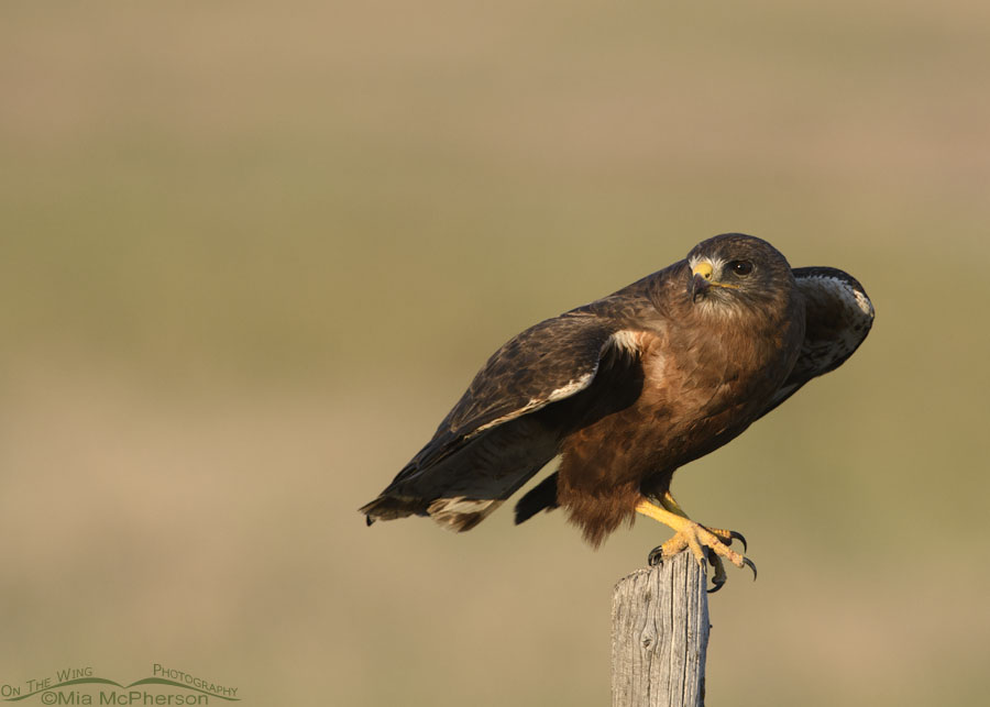 Adult dark morph Swainson's Hawk prepping to lift off, Bear River Migratory Bird Refuge, Box Elder County, Utah