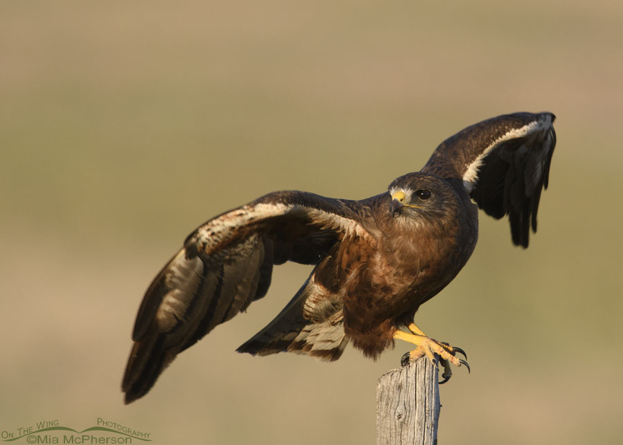 Adult dark morph Swainson's Hawk in lift off pose, Bear River Migratory Bird Refuge, Box Elder County, Utah