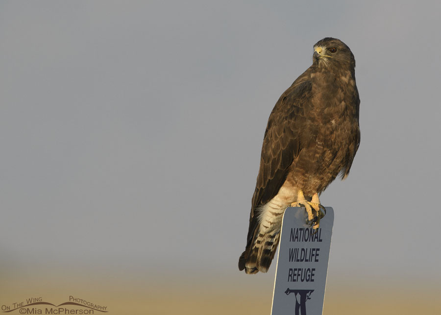 Dark morph Swainson's Hawk on a National Wildlife Refuge sign, Bear River Migratory Bird Refuge, Box Elder County, Utah