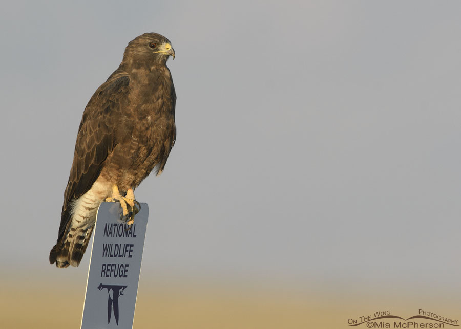 Adult dark morph Swainson's Hawk on a National Wildlife Refuge sign, Bear River Migratory Bird Refuge, Box Elder County, Utah