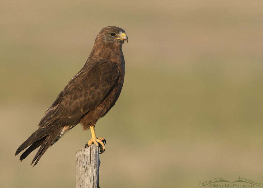 Adult dark morph Swainson's Hawk on a wooden post, Bear River Migratory Bird Refuge, Box Elder County, Utah