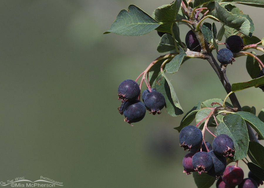 Ripe serviceberries close up, Wasatch Mountains, Summit County, Utah