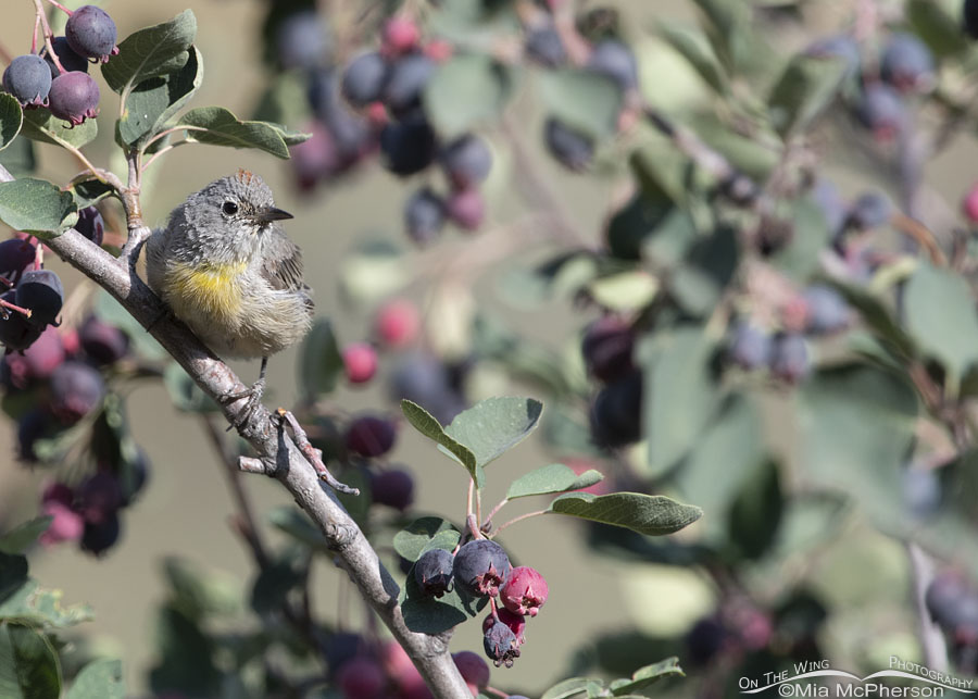 Molting adult Virginia's Warbler, Wasatch Mountains, Morgan County, Utah