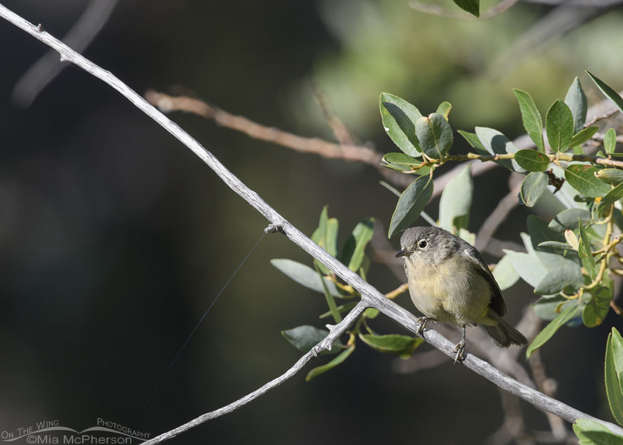 Immature Virginia's Warbler perched in a willow, West Desert, Tooele County, Utah