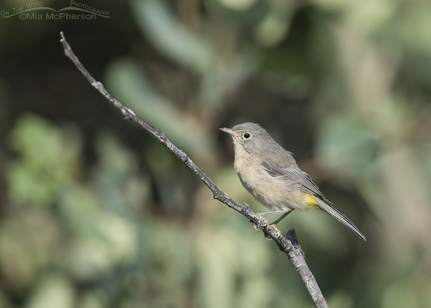 Virginia's Warbler in the Wasatch National Forest, Skyline Drive, Davis County, Utah