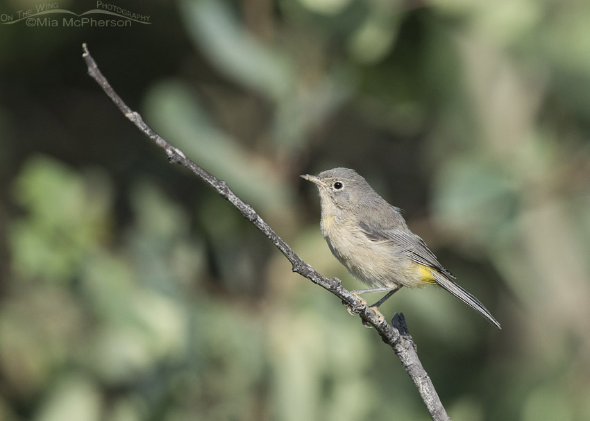 Virginia's Warbler Images