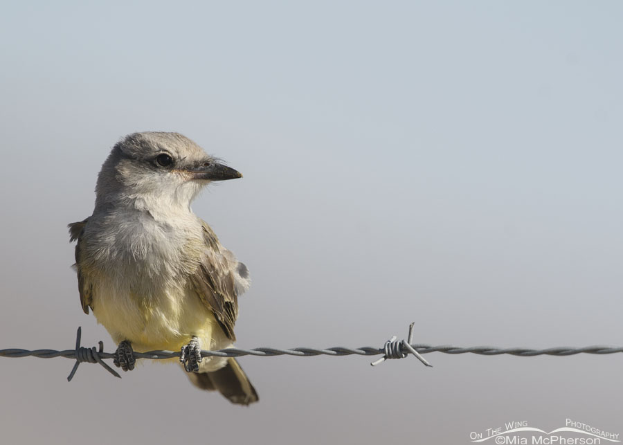 Young Western Kingbird in a desert, West Desert, Tooele County, Utah