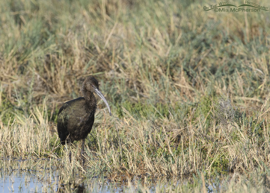 Young White-faced Ibis at the edge of a marsh, Bear River Migratory Bird Refuge, Box Elder County, Utah