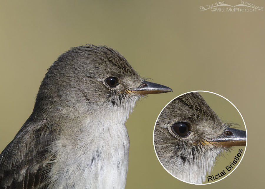 Adult Willow Flycatcher up close with rictal bristle inset